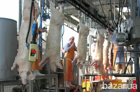 Линия по убою свиней и крс Львів - зображення 2