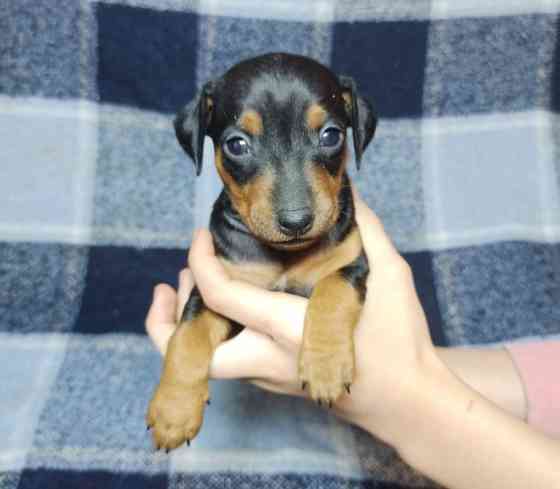 Цуценята цвергпінчера Бориспіль