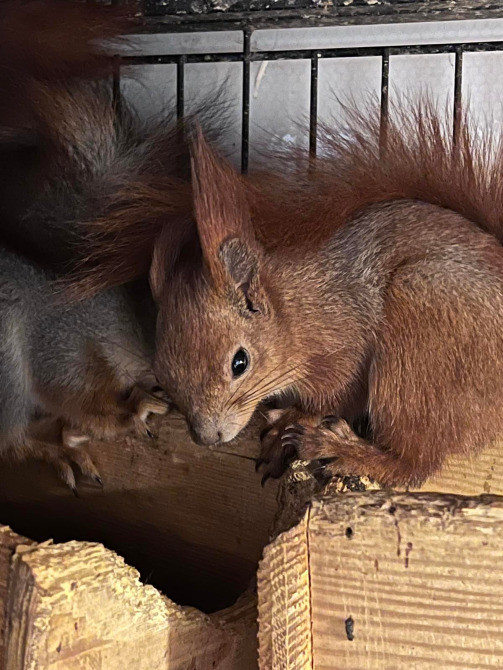 Ручні білченята Киев - изображение 2