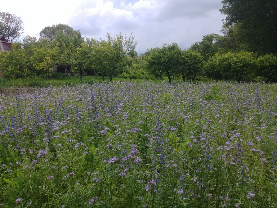 Мед квітковий , різнотрав'я із дачної пасіки Лубны - изображение 3