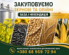 Закуповуємо сільськогосподарські культури (база та некондиція) Миколаїв