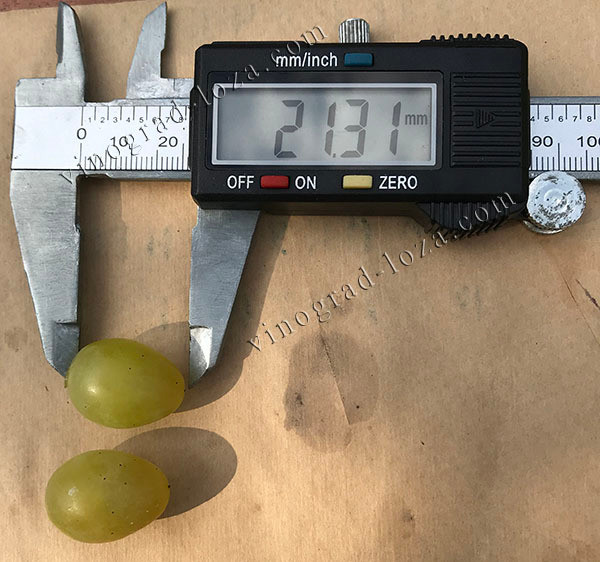 Морозостійкий безнасіневий виноград Русбол — річні саджанці. Харків Харків - зображення 4