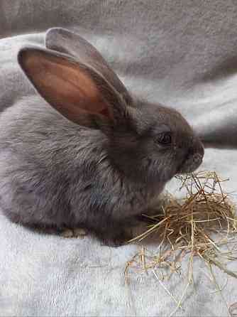 Найкращий кролик Нюша Житомир