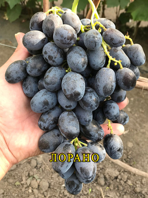 Саджанці Винограду (РОЗПРОДАЖ) Харків - зображення 10