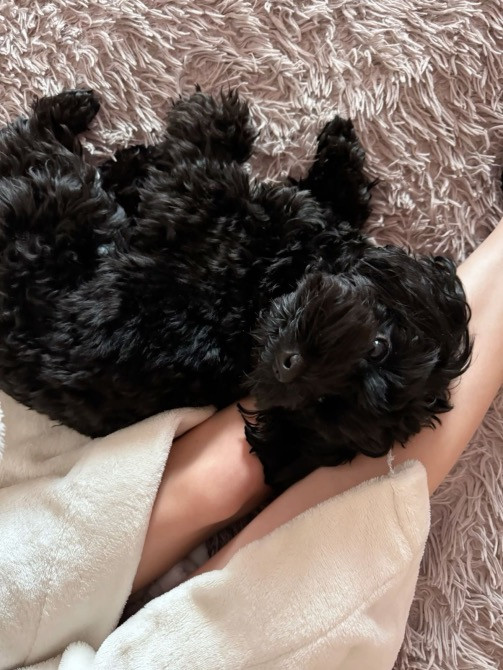 Продається рідкісний ЧОРНИЙ чистокровний МАЛЬТИПУ Київ - зображення 2