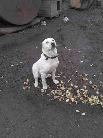 Продам щенков Алабая Кропивницкий