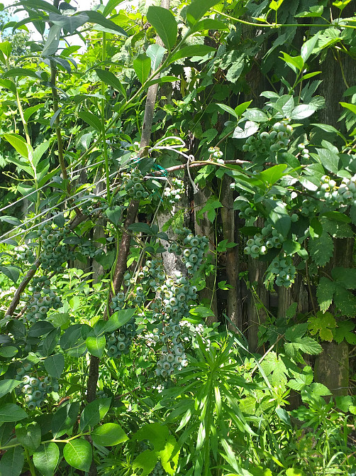 Лохини "Голубика" Київ - зображення 4