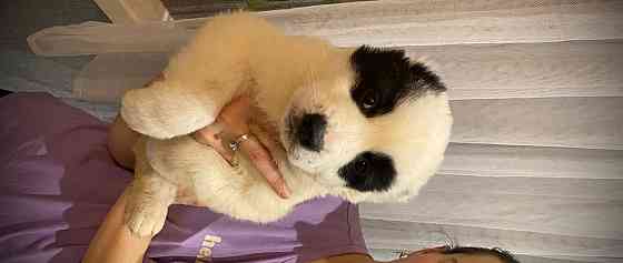 Продам щенков среднеазиатской овчарки(сао),алабай Кам'янське (Дніпродзержинськ)