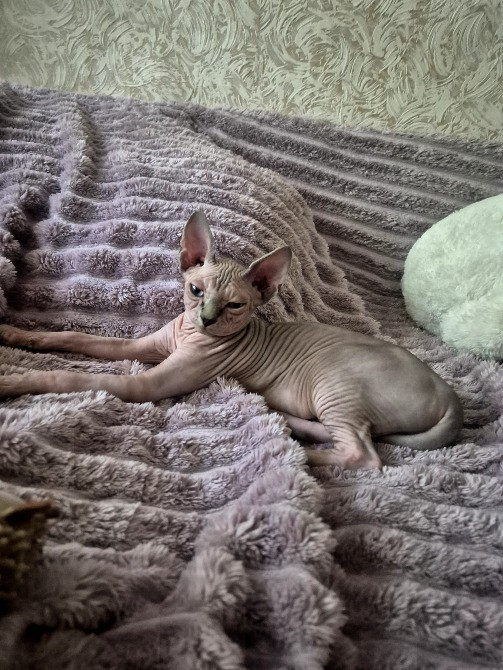 Кошеня Канадський сфінкс Одеса - зображення 3