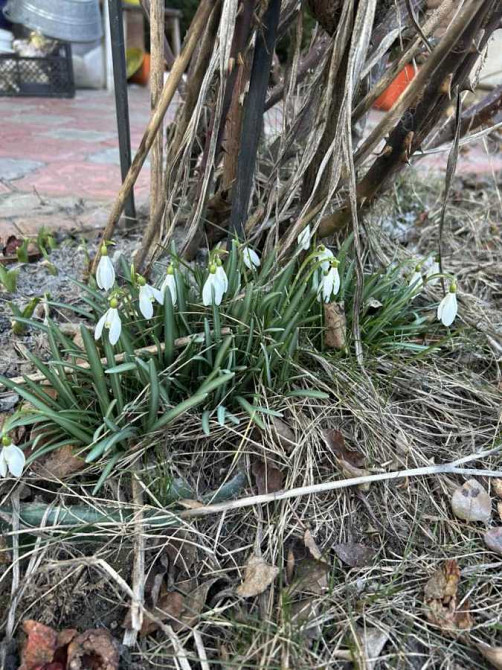 продажа 1-к дача Броварский, Богдановка, 17000 $  - зображення 11