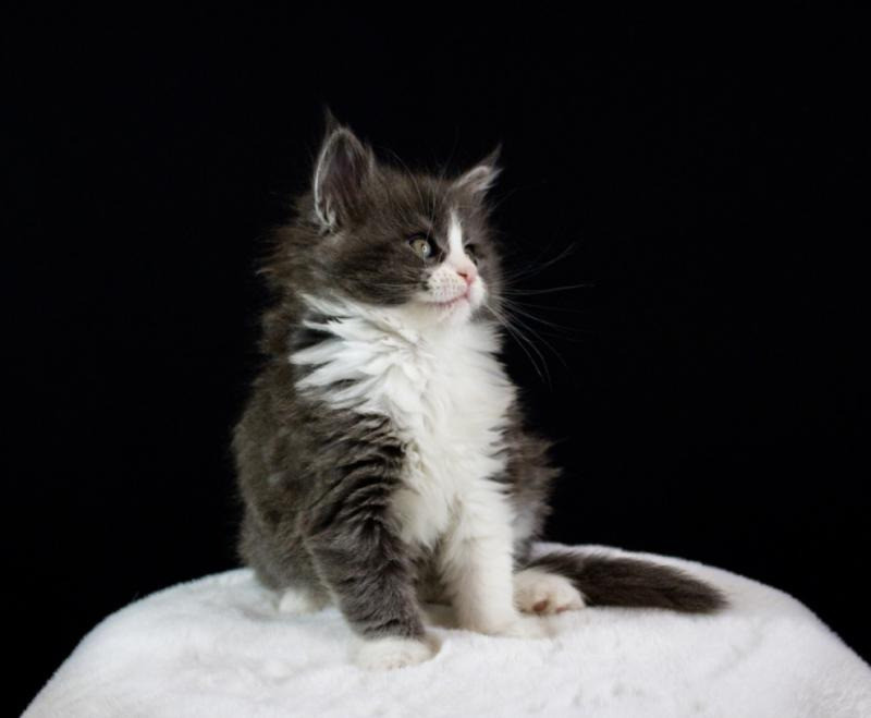 Мейн-кун кошенята від розплідника Kust Kalyny Винница - изображение 1