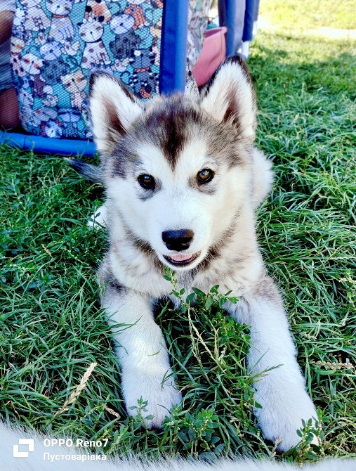 Продаються цуценята породи хаскі Белая Церковь - изображение 1