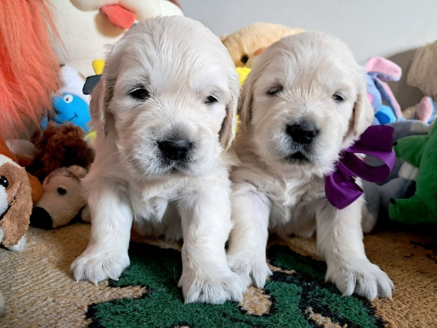 Цуценята золотистого ретрівера Ot Bahur Киев - изображение 2