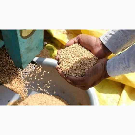 Куплю зерновідходи зернових, бобових олійних Суми