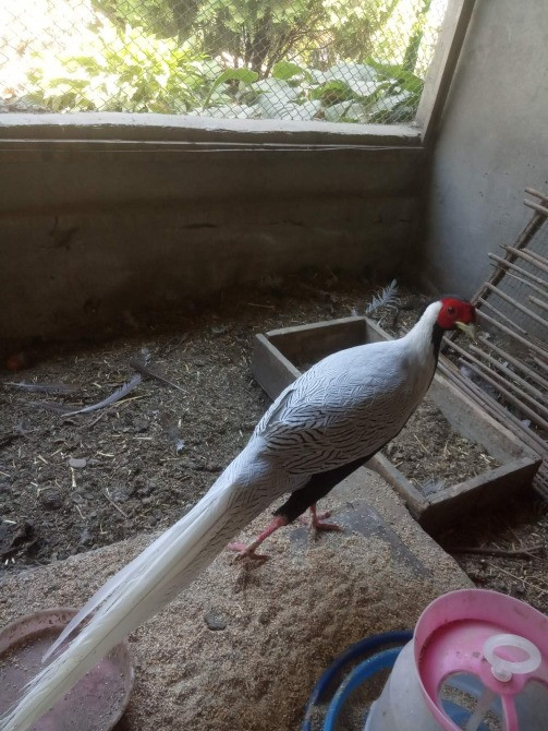 Фазан срібний продаєм Одесса - изображение 4