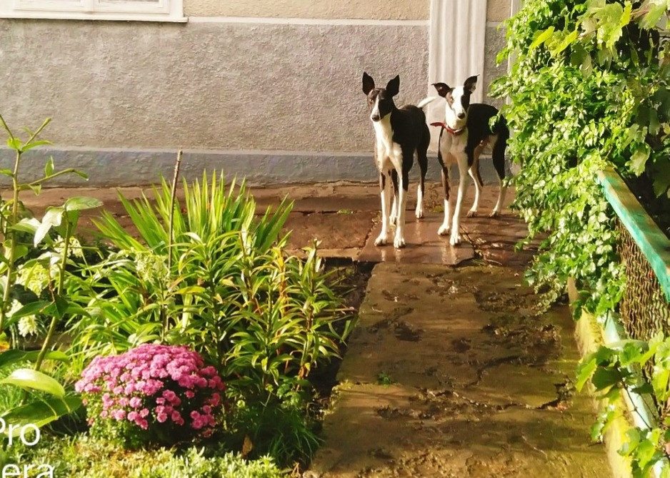 Продам хортів Городенка - зображення 1