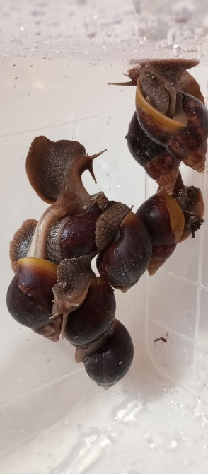 Равлик і Павлик Ахатини Фуліки шукають друзів Киев - изображение 5