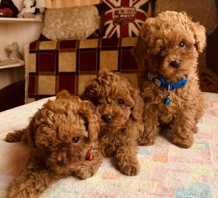 Той пудель мини Щеночки Київ - зображення 1