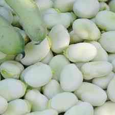 Посівний матеріал квасолі. Насіння квасолі. Ровно