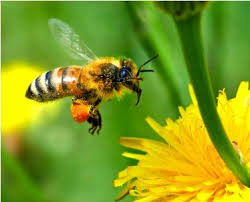 Продам прополис. Дніпро - зображення 2