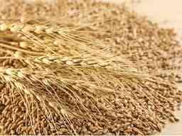 Купуємо некондицію, зерновідходи. Працюємо з посередниками. Черкаси