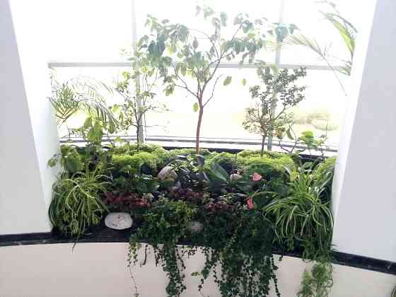 Консультації по кімнатних рослинах Дніпро