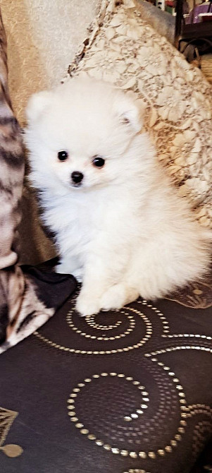 Міні і стандарт померанський шпіц. Хлопчики і дівчинка Київ - зображення 1