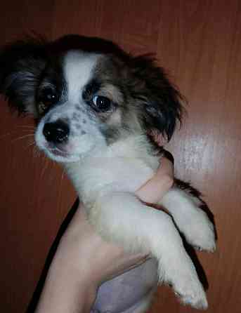 Щенок чихуахуа мальчик Запоріжжя