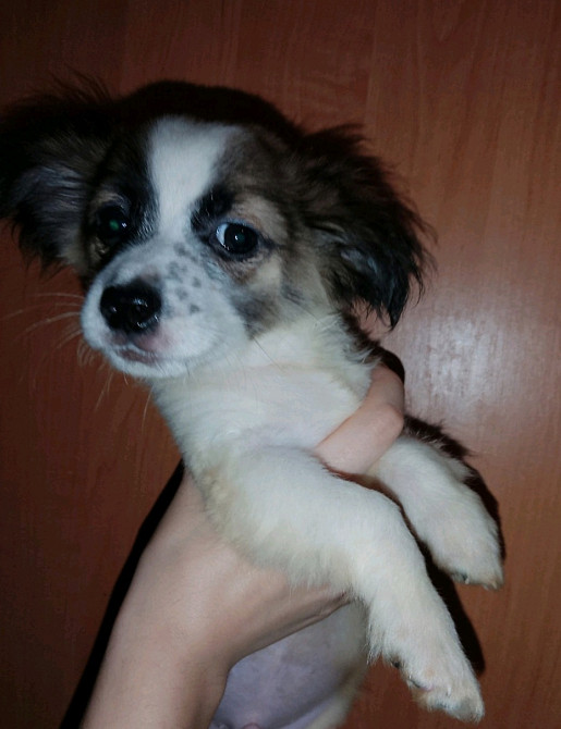 Щенок чихуахуа мальчик Запоріжжя - зображення 2