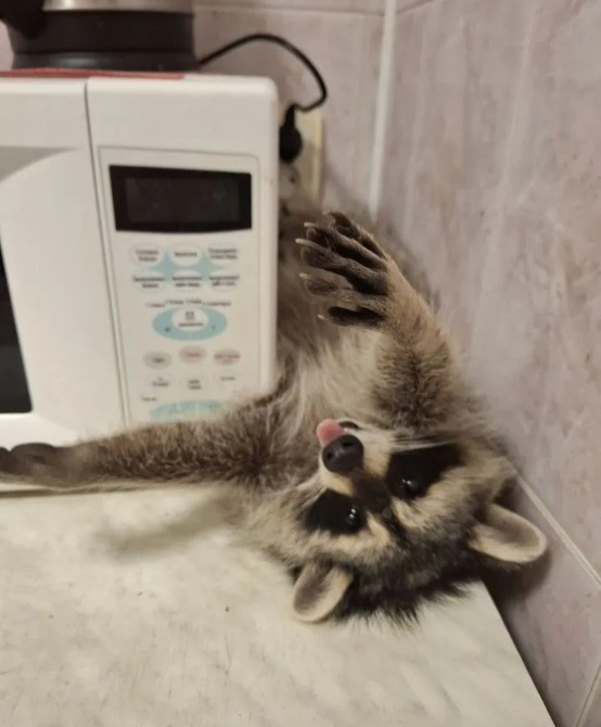 Енот полоскун Київ - зображення 3