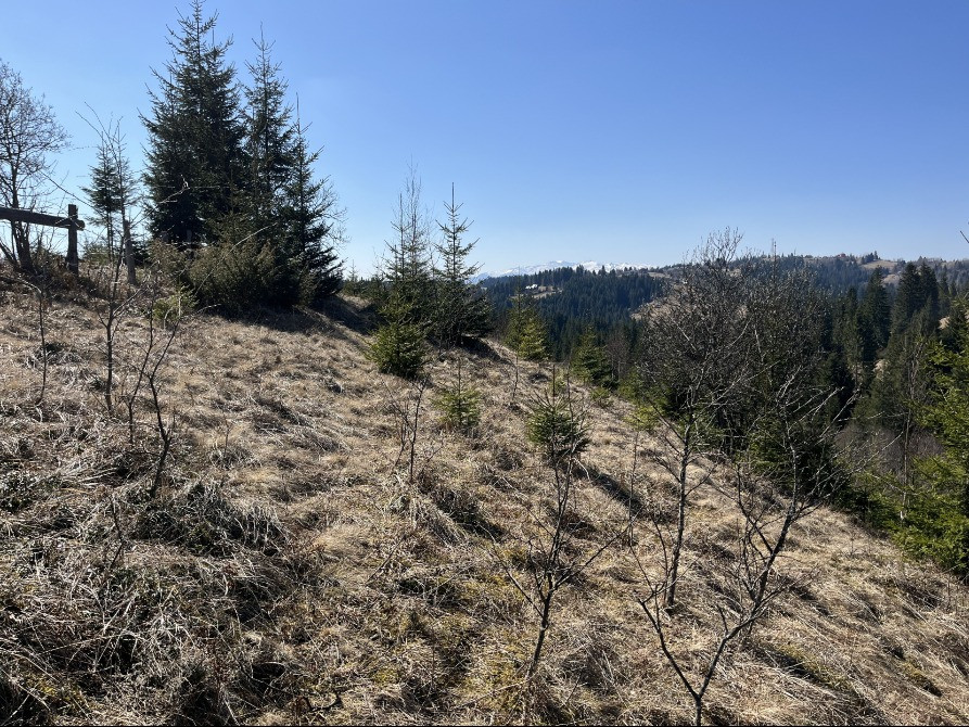 Земельна ділянка в Яблуниці 0.25 га Яремче - зображення 3