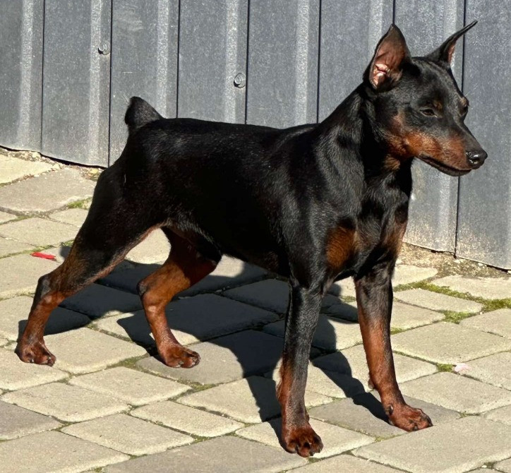 Цуценята цвергпінчера Бориспіль - зображення 1