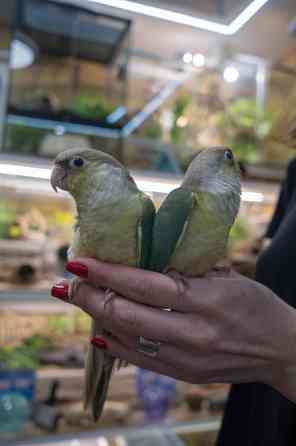 Папуга Пірура (Піррура) Pyrrhura molinae та Pyrrhura frontalis Київ
