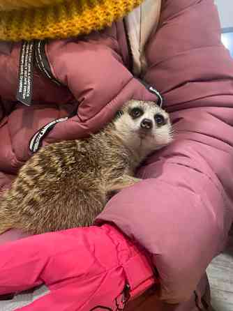 Ручний сурікат Київ