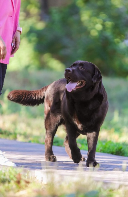 Вязка лабрадор ретрівер Київ - зображення 2