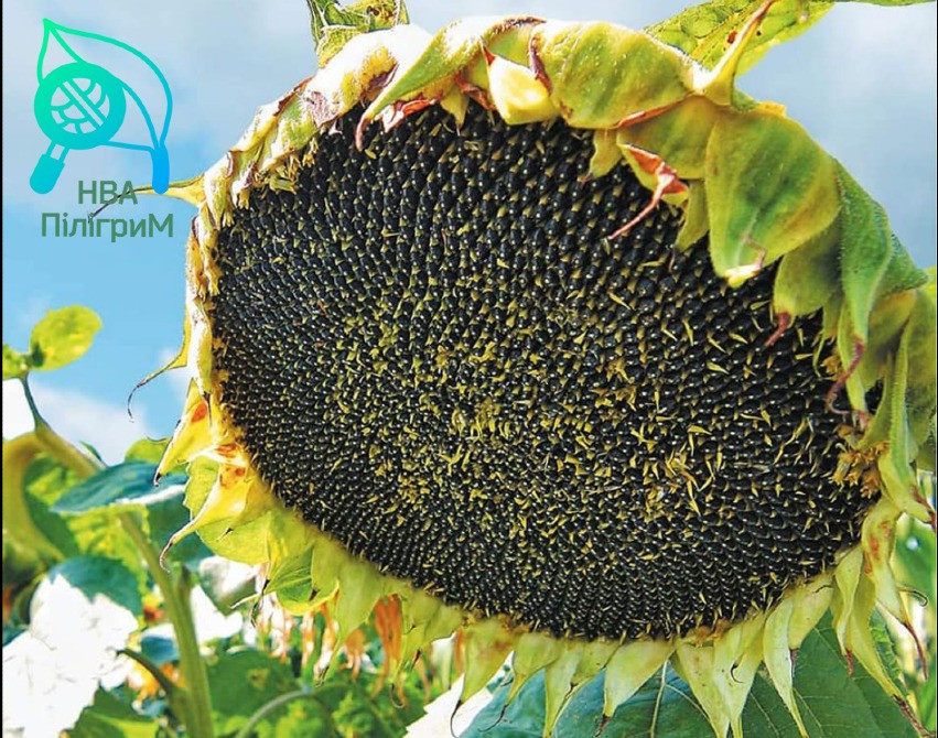 семена подсолнечника "Флокс" 50 гр гранстара. 7+ Заразиха+ видео обзоры клиентов Днепр - изображение 9