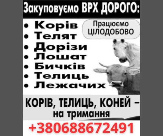 Закуповуємо телят, телиць, корів, коней дорого Житомир