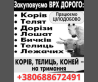 Закуповуємо телят, телиць, корів, коней дорого Житомир