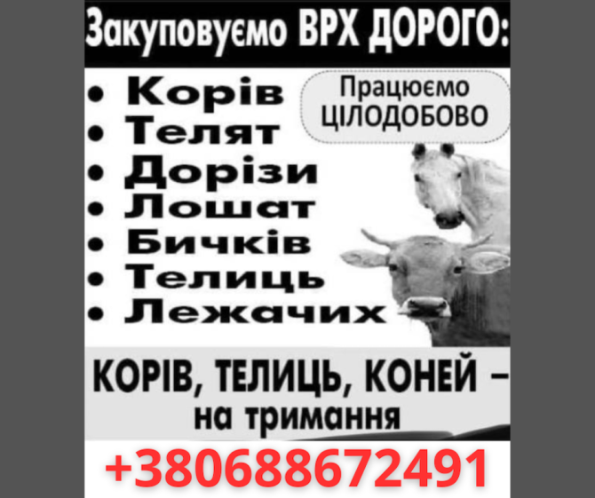 Закуповуємо телят, телиць, корів, коней дорого Житомир - зображення 1