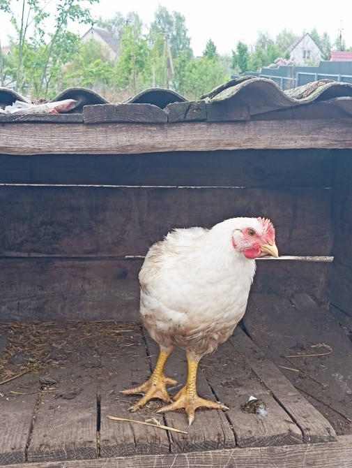 Продам молодих курей породи Корніш промисловий Баришівка - зображення 2