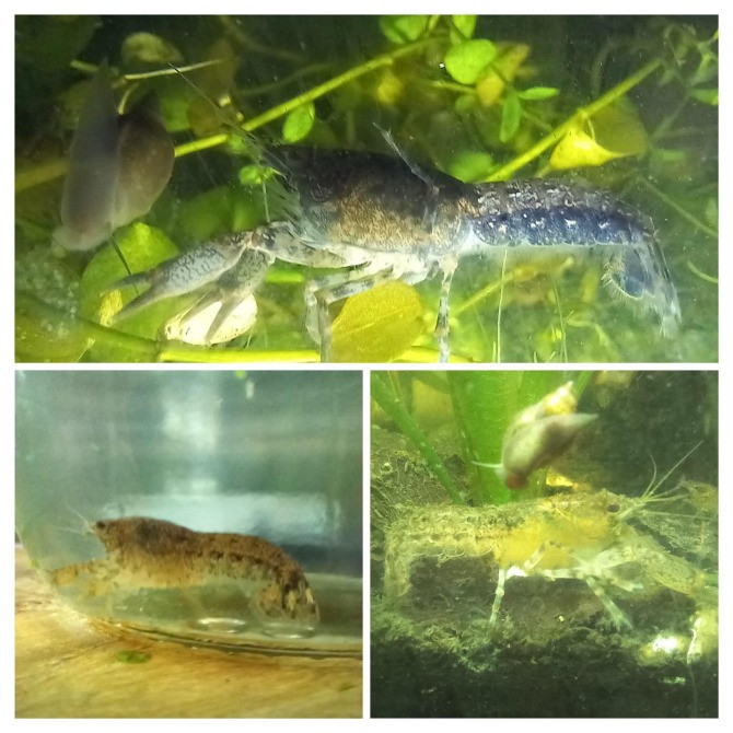 креветки неокардины ,декоративные раки для аквариума Вінниця - зображення 3