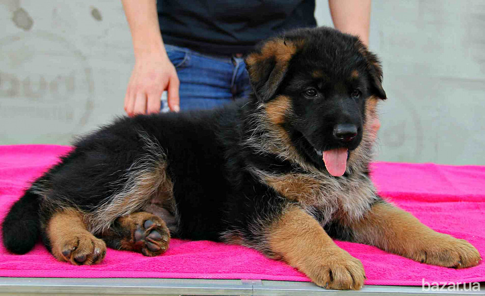 Німецька вівчарки. Розплідник. Кобелі та суки. Київ - зображення 4