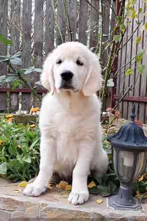 Золотистого ретрівера цуценята Київ