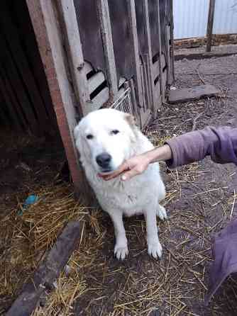 Продам цуценята. Алабай Кропивницкий