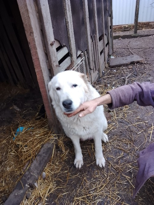 Продам цуценята. Алабай Кропивницький - зображення 4