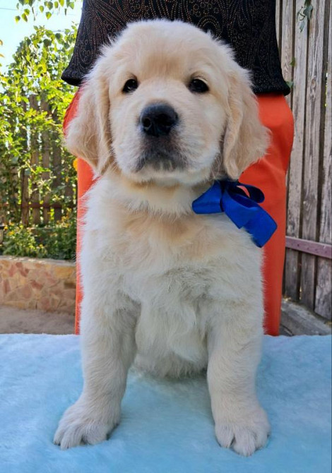 Цуценята золотистого ретрівера Ot Bahur Київ - зображення 6