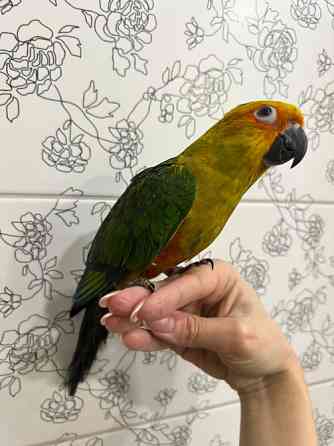 Соняшний аратинга. Сонечко на пальчику Киев