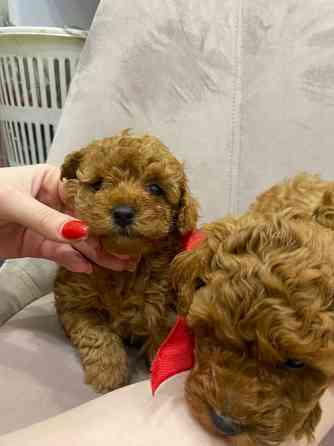 Той пудель шоколадный мерле Київ