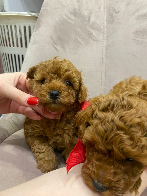 Той пудель шоколадный мерле Київ - зображення 1