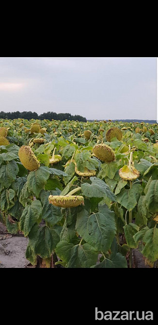 семена подсолнечника Аракар, Лимит, Флорими. 7+ Заразиха + видео Миколаїв - зображення 6